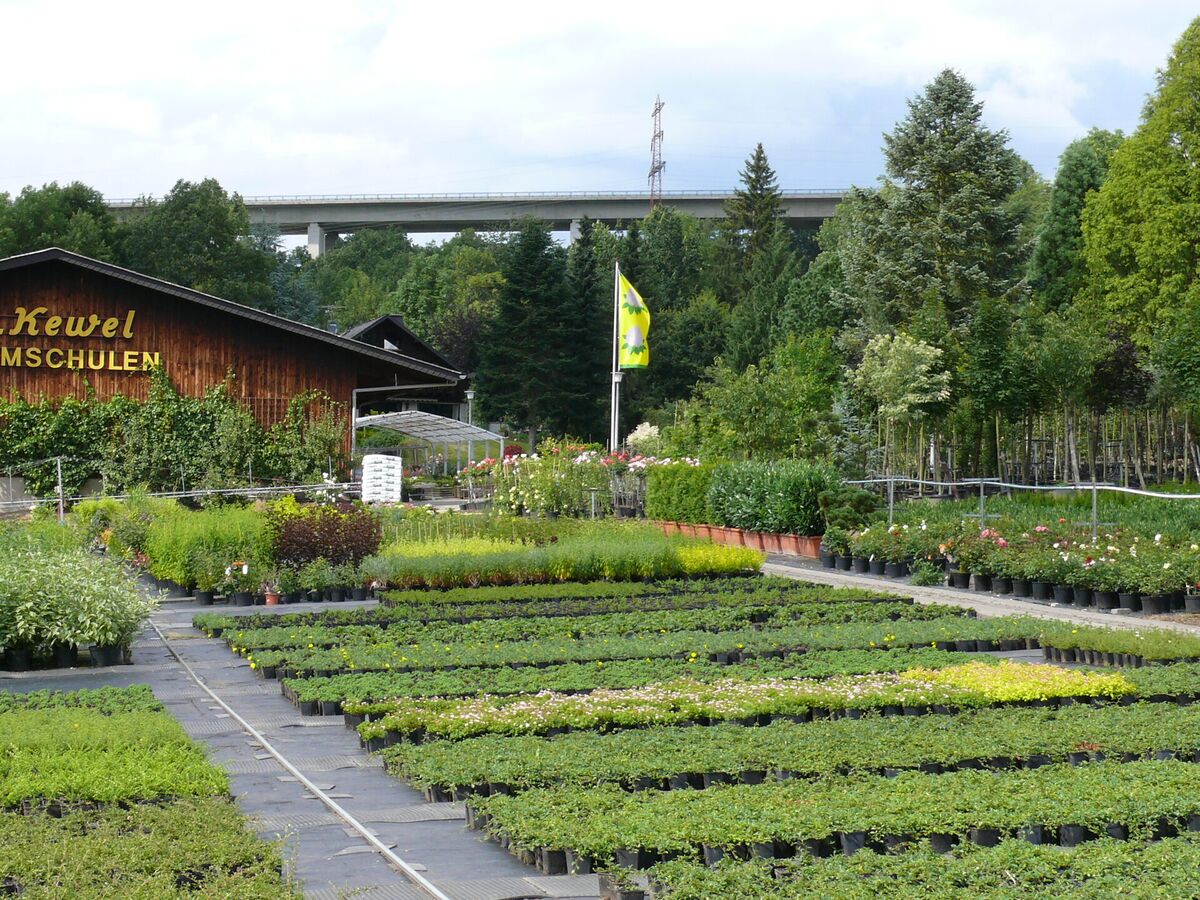 Anbauflächen der Kewel Baumschulen im Sommer mit Reihen von Containerpflanzen und Betriebsgebäude