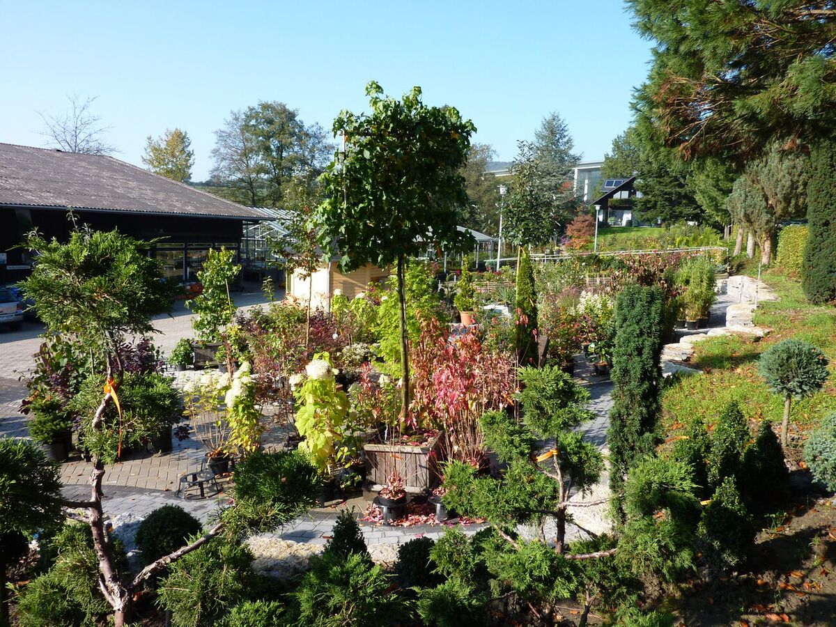 Schaugarten der Kewel Baumschulen im Herbst mit Kugelbaum, bepflanzten Wegen und Gewächshaus