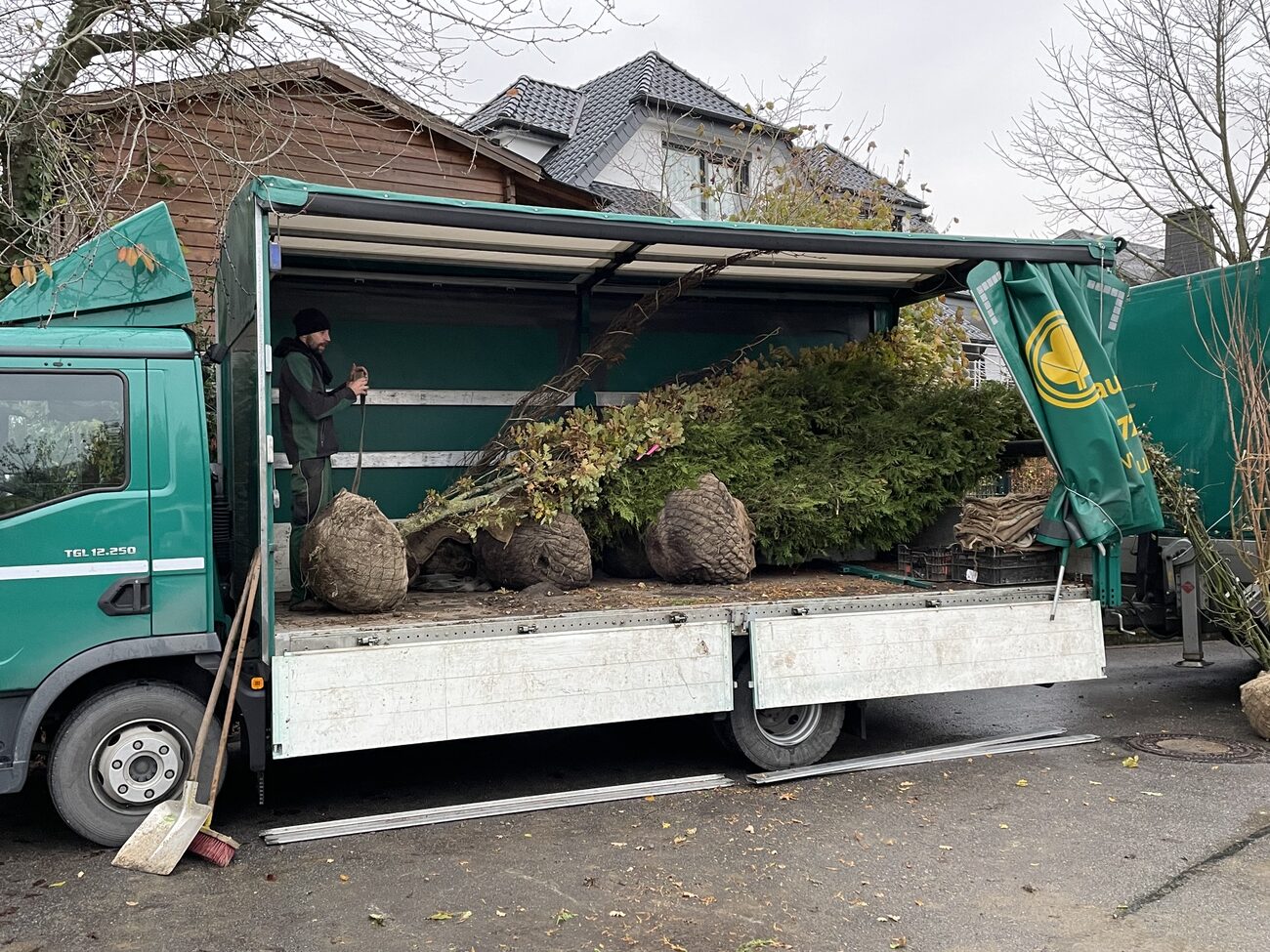 Grüner Lieferwagen der Kewel Baumschulen beladen mit Ballenware, ein Mitarbeiter sichert die Pflanzen
