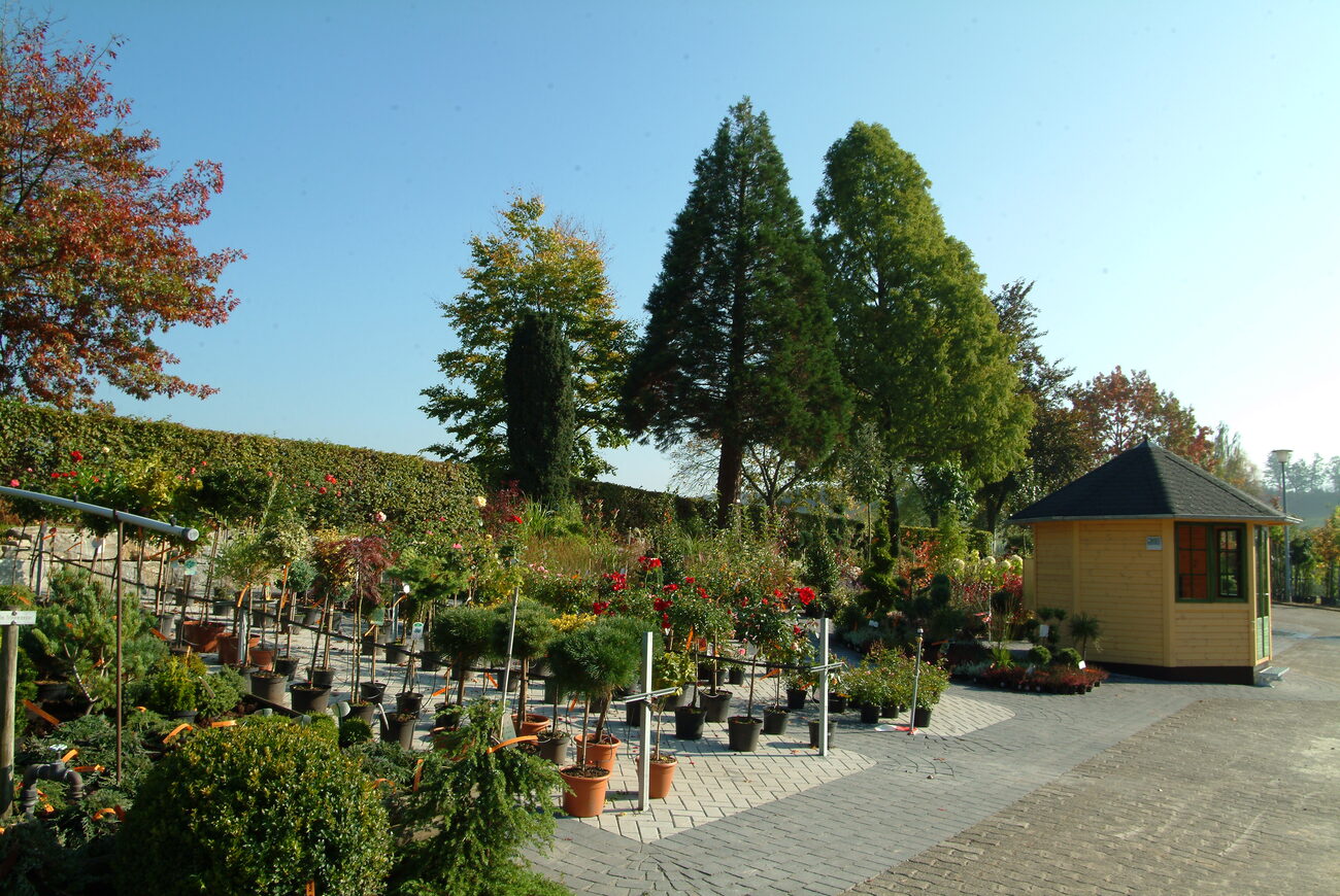 Verkaufsfläche der Kewel Baumschulen im Herbst mit Verkaufspavillon, Formgehölzen und Hochstämmen